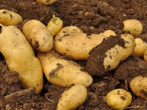 ��ϲ���������� ��������������Щ