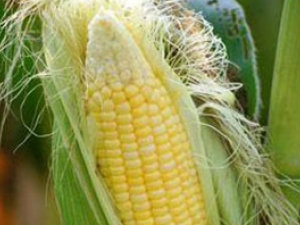 ��֪����Щ������������ �Ժ�����ӵ���