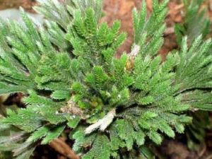 ��������ݵĹ�Ч ��������ݵĸ�����