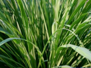 ��é����ô�� ��é������Щ�Է�