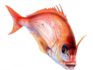 �������ʳ�ù�Ч ��������Ի�������