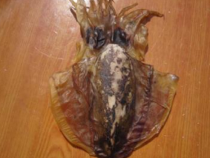 ľ��ɵ�ʳ�ü�ֵ ľ��ɵ�������Ⱥ