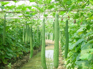 Ѽ�ⲻ�ܺ���Щʳ��һ��ʳ��