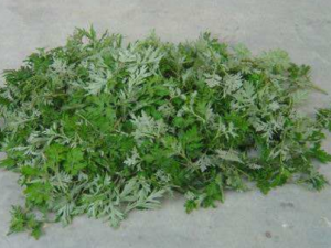 ��Ҷ��ˮ�ȵĽ��� ��Ҷ�����ݹ�Ч