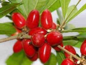 ���ع���ʳ�Ƽ�ֵ ���ع��Ĺ�Ч������