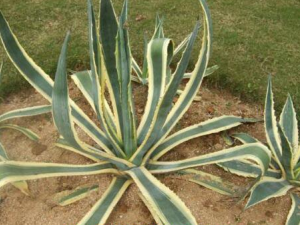 ������ݾ�����Щ��Ч ����ʪ