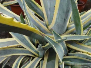 �������ҩ�ü�ֵ ���Ʒ��ȿ���