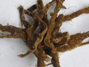 �����ϵĹ�Ч������ �ٽ��Ϲ�����