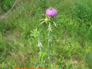 ���ϵ������빦Ч ���������ƹ��۽��˵���ҩ