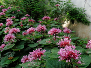 ũ��������Щ�� �ô����治��