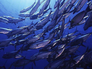 ����͵Ĺ�Ч����