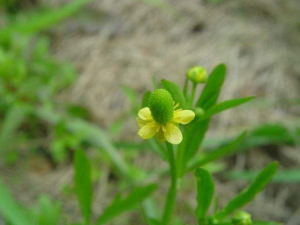 èצ��ҩ�Ĺ�Ч èצ�ݵ��÷�����