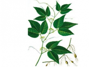 ��Ҷ��ҩ�Ĺ�Ч ��Ҷ����÷�����