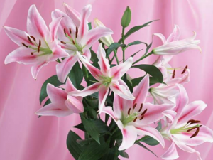 �Ƽ�5�֡����Ρ�������Ρ�����Ȼʳ��