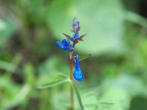 ��ƲݵĹ�Ч ��Ʋݵ�ҩ�ü�ֵ