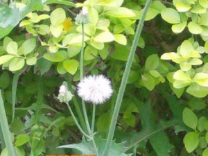 ���۲ݵĹ�Ч������ ���۲ݵ�ҩ�ü�ֵ