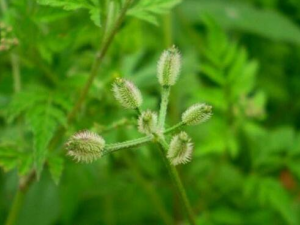 ճճ�ݵĹ�Ч������ ճճ���п������׵�����