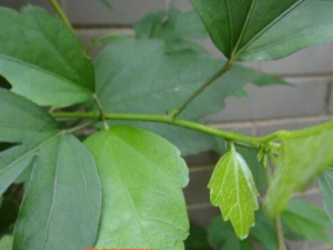 ����ľ��Ҷϴͷ�� ľ��Ҷϴͷ����