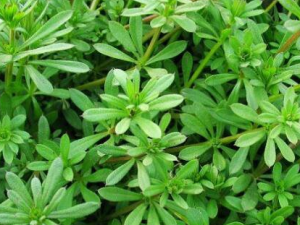 ������Ĺ�Ч������ ������������Ƚⶾ