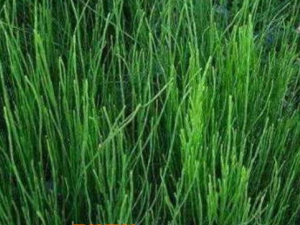 �ڽڲݵĹ�Ч������ �ڽڲݿ������ƻ���