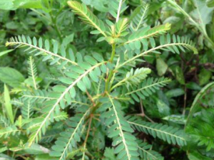 ʲô��ճ���� ճ���ݵĹ�Ч������