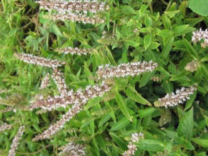 ���۲ݵĹ�Ч������ ���۲ݵĽ���