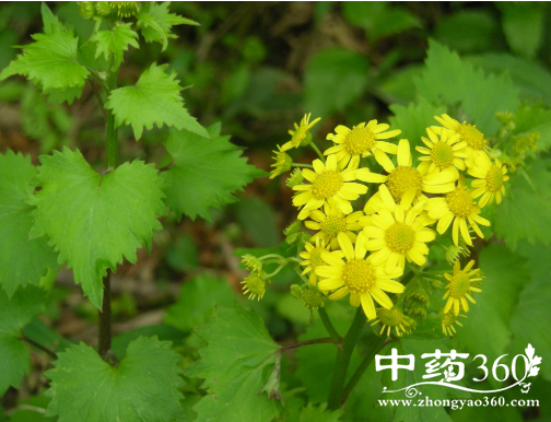 千里光的功效与作用(千里光的功效与作用与主治)