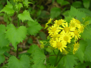 ǧ���Ĺ�Ч������ ǧ���Ľ���