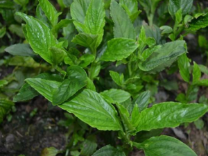 ����ݵĹ�Ч������ ����ݵĽ���