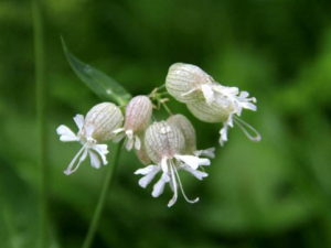 ����ݵ�Ӫ����ֵ ����ݵ�ʳ�ù�Ч