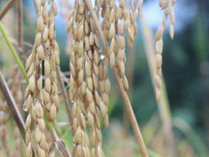 ɽ���׵�Ӫ����ֵ ɽ���׵�ʳ�ù�Ч