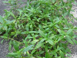 �׻�����ݵĹ�Ч������ ���ƴ�����ʹ