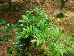 ţ�����Ĺ�Ч������ ţ�������Բ������