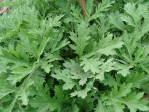 ˮ�ۻ��Ĺ�Ч������ ˮ�ܻ��п������׵�����