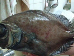 ������Ĺ�Ч������ �ٽ���������