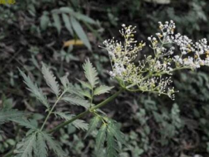 �ӹǲݸ��Ĺ�Ч������ �ӹǲ����ֹ��