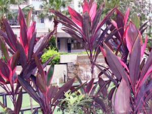 ��������ҩ�ü�ֵ ����������ʳҩ��