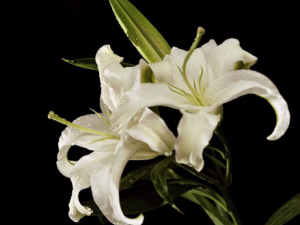 �Ƽ�����ʧ�ߵ���ҩ��