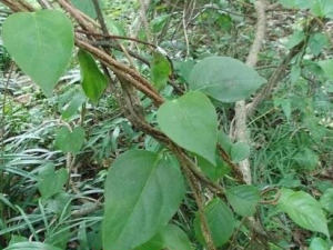 �����ٵĹ�Ч������ ���������ͨ��