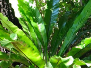 ��ާ������ ��ާ��ʳ�÷���