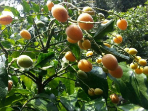 ��Ƥ����ʲô��Ч������ ��Ƥ����ѡ��