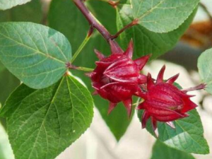 õ���ѵĹ�Ч������ ����Ӫ���̲�����