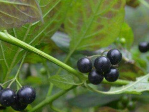 �������Ĺ�Ч������ ������๦��