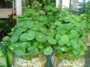 ͭǮ�ݵĹ�Ч������ �����������