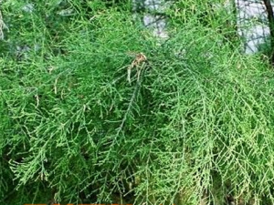 ʲô��ɽ���� ɽ�����Ĺ�Ч������