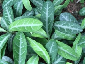 ����Ҷ�ĸ�����Щ��Ч������ ����Ҷ�ĸ������ֹ��