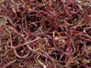 �����ҵĹ�Ч������ �����ҵ�ҩ�ü�ֵ