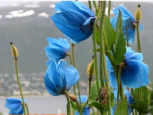 ޽��Ҷ������Ĺ�Ч������