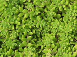 ����ݵĹ�Ч ����ݵ�ʳ�÷���