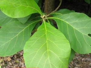 ľҶҩüֵ ľҶʪͽѢ